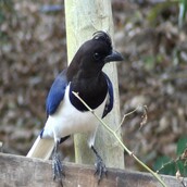 Δεν έχει πρόβλημα ο υπολογιστής σας! Αυτό το πούλι κάνει στ΄ αλήθεια τέτοιο θόρυβο