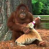 Ο ουρακοτάγκος που υιοθέτησε τρία τιγράκια