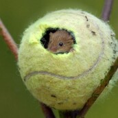 Πώς τα χιλιάδες άχρηστα μπαλάκια τένις του Γουίμπλεντον γίνονται σπίτι για τα ποντίκια των αγρών