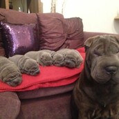 20 περήφανες μαμάδες και αμέτρητα κουτάβια