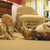 Σκύλος συναντά μωρό για πρώτη φορά (και...λιώνει) 
