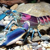 Είναι αυτή η πιο ψυχεδελική καραβίδα του κόσμου;