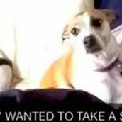 Όσες σέλφι και να βγάλεις, αυτό το σκυλί θα ποζάρει πάντα καλύτερα