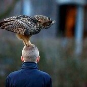 H κουκουβάγια που προσγειώνεται στα κεφάλια περαστικών 