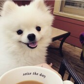 To επικό φτέρνισμα αυτού το Πομεράνιαν είναι κάτι που μάλλον δεν έχεις ξαναδεί