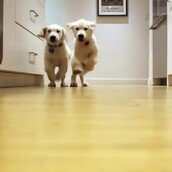 Timelapse video 9 μηνών: Δύο απίθανα κουτάβια Γκόλντεν Ριτρίβερ τρέχουν προς το φαγητό τους