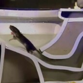 Να πώς οι αρουραίοι μπαίνουν στο σπίτι σας και γιατί πρέπει το καπάκι της τουαλέτας να είναι πάντα κλειστό