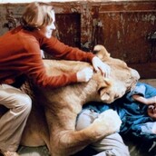 Τουλάχιστον 70 άνθρωποι τραυματίστηκαν κατά τη διάρκεια αυτής της ταινίας