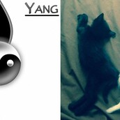 «Πριν 3 μήνες μαζέψαμε από το δρόμο μια καταπληκτική γατούλα, η οποία όμως ήταν τελικά kinder-έκπληξη»