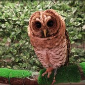 Café με κουκουβάγιες στην Ιαπωνία