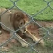 Ένα λιοντάρι πατάει στο έδαφος μετά από 13 χρόνια σε κλουβί