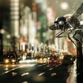 Ένα νέο είδος αστικής μέλισσας έχει προκαλέσει παγκόσμιο ενδιαφέρον