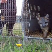 Zώα που βγαίνουν απ' τα κλουβιά τους για πρώτη φορά