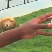 Το λιοντάρι που παίζει ποδόσφαιρο (Βίντεο)