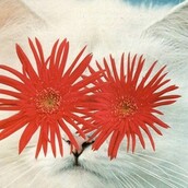 Οι υπέροχες γάτες του Stephen Eichhorn