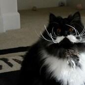 13 γάτες με καταπληκτικά μουστάκια