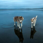 Τα χάσκι που περπατούν πάνω στο "νερό" (και κλέβουν τις εντυπώσεις)
