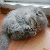 22 γατάκια που κοιμούνται σαν να μην τρέχει τίποτα