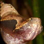 Η απίστευτη μεταμόρφωση μιας πεταλούδας που μιμείται το κεφάλι οχιάς