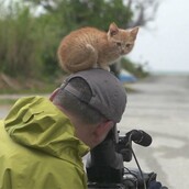 Ένα αδέσποτο γατάκι ερωτεύεται έναν διάσημο φωτογράφο της άγριας φύσης
