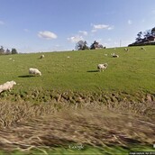 Ένα Tumblr ξετρυπώνει τα πρόβατα όλου του κόσμου από τις κρυψώνες τους