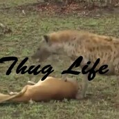 Αυτή η γαζέλα είναι το Thug Life της ημέρας!