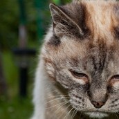 Οίκος Ευγηρίας για γάτες