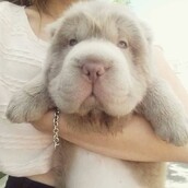 O Tonkey! To σπάνιο, αλλά εντελώς αληθινό κουτάβι που μοιάζει με λούτρινο αρκουδάκι