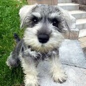 Πιστός σκύλος αναζήτησε και βρήκε το αφεντικό του, που ήταν στο νοσοκομείο