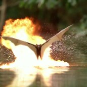 Κροκόδειλοι με λέιζερ και νυχτερίδες βομβιστές 