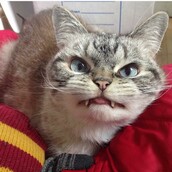 O Loki έχει πολύ σατανικό βλέμμα