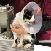 Γάτος που τον είχαν θάψει, γύρισε στο σπίτι