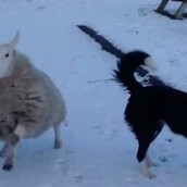 Αυτό το αξιολάτρευτο προβατάκι νομίζει ότι είναι σκυλί