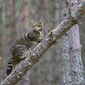 Η Αυστραλία κηρύσσει πόλεμο στις γάτες - και υπάρχει καλή εξήγηση
