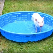 Ένα τρισευτυχισμένο γουρουνάκι πλατσουρίζει σε παιδική πισίνα