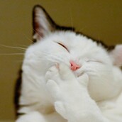 Χαμογελαστές γάτες