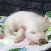 Παρακολουθώντας μια κατάλευκη αλεπού να μεγαλώνει στο Instagram