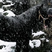 10 νέες φωτογραφίες απ' τα τέλεια ζώα των αναγνωστών μας #547