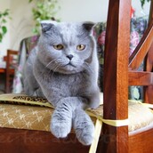 Τι τρώει η γάτα της βέγκαν (5)- Χριστούγεννα και κάτι