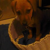 Έκτορας: Ο σκύλος που με έκανε να δω τη ζωή αλλιώς