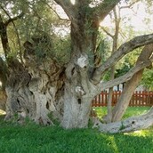 Ελιά του Πλάτωνα και κόσμος των Ιδεών. Μια Φιλοσοφική προσέγγιση.