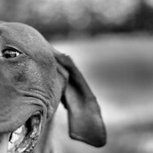 O Πάνος o unchained