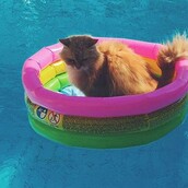 #LIFOPETS (117): Αυτά είναι τα κατοικίδιά μας