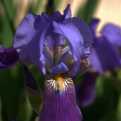 Αληθινές ψευδαισθήσεις