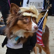 16 φωτογραφίες από την παρέλαση μεταμφιεσμένων σκύλων στη Νέα Υόρκη