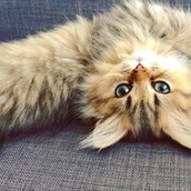 #LIFOPETS (126): Αυτά είναι τα κατοικίδιά μας