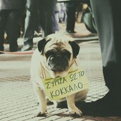 #LIFOPETS (87): Αυτά είναι τα κατοικίδιά μας