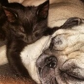 #LIFOPETS (125): Αυτά είναι τα κατοικίδιά μας