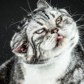 Υπέροχες γάτες σε αργή κίνηση