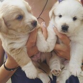 #LIFOPETS (112): Αυτά είναι τα κατοικίδιά μας